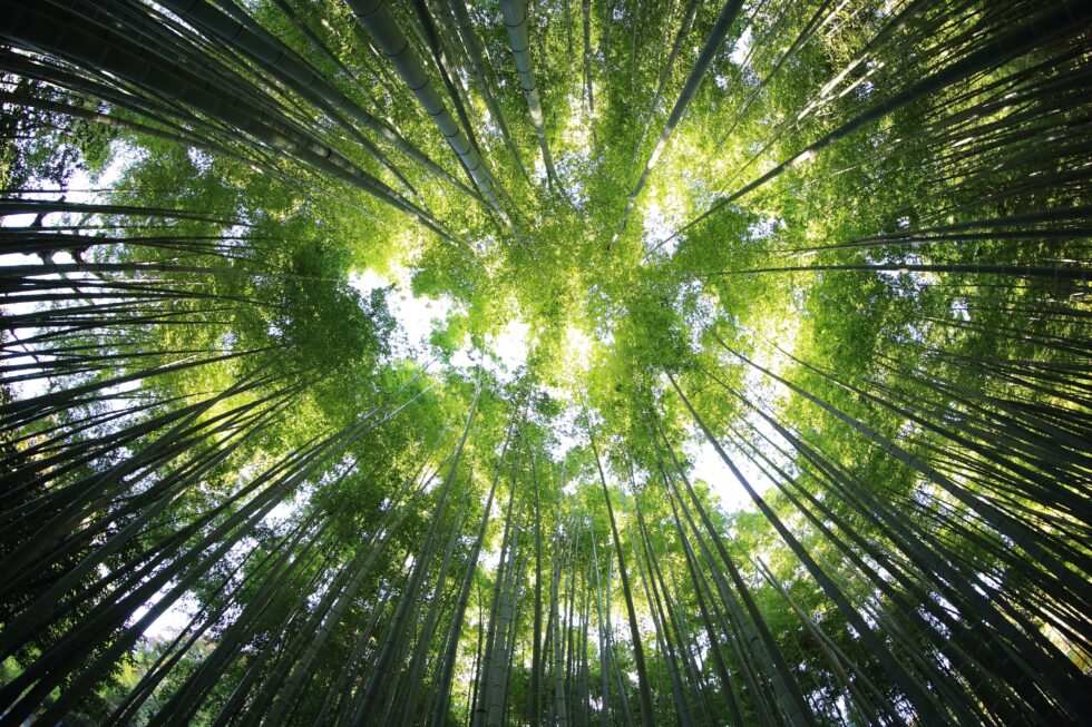 International Women’s Day (IWD) 8 March 2021: Balancing Resources and Tools through Traditional Vedic Understanding to Be Aware and Alert in a Challenging World by Dr L S Spedding